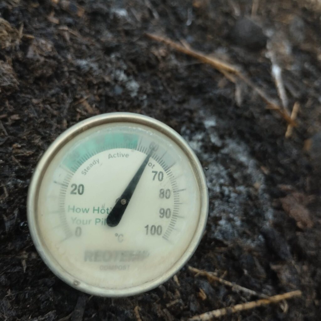 misurazione della fase termofila del letame. si raggiungono anche i 60 gradi nella fase di fermentazione, prima del nutrimento dei lombrichi misurazione della fase termofila del letame. si raggiungono anche i 60 gradi nella fase di fermentazione, prima del nutrimento dei lombrichi